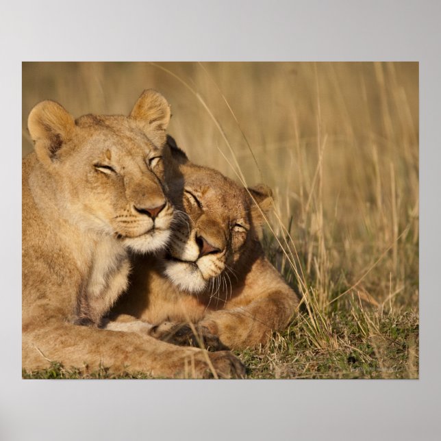 Afrika, Kenya, Masai Mara Game Reserve, Young Poster (Framsidan)