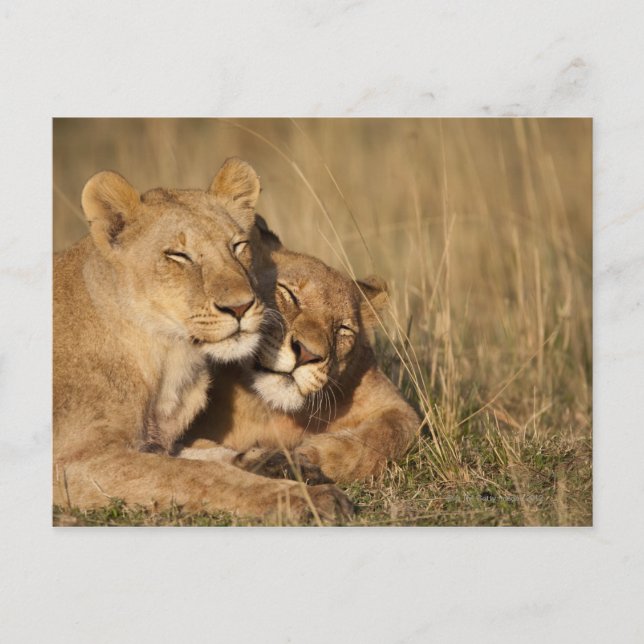 Afrika, Kenya, Masai Mara Game Reserve, Young Vykort (Framsida)
