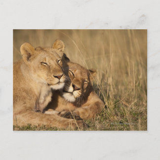 Afrika, Kenya, Masai Mara Game Reserve, Young Vykort