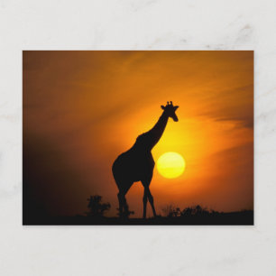 Afrika Kenya, Masai Mara. Giraff (giraff Vykort