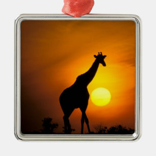 Afrika, Kenya, Masai Mara. Giraff (Giraffa Julgransprydnad Metall