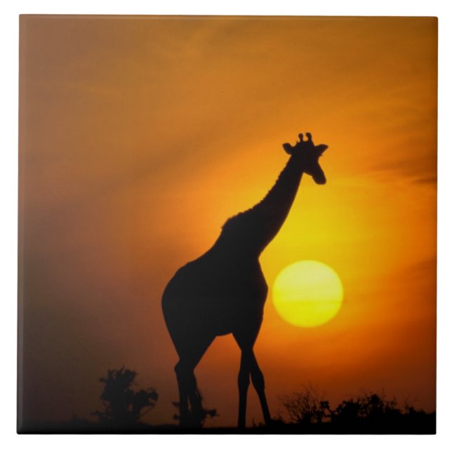 Afrika, Kenya, Masai Mara. Giraff (Giraffa Kakelplatta (Framsidan)