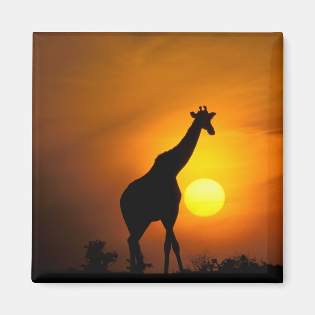 Afrika, Kenya, Masai Mara. Giraff (Giraffa Magnet (Framsidan)