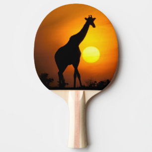 Afrika, Kenya, Masai Mara. Giraff (Giraffa Pingisracket