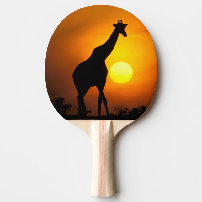 Afrika, Kenya, Masai Mara. Giraff (Giraffa Pingisracket (Framsidan)