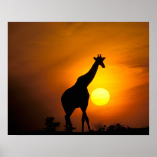 Afrika, Kenya, Masai Mara. Giraff (Giraffa Poster