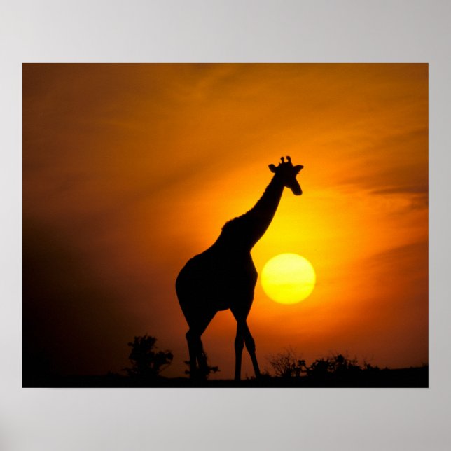 Afrika, Kenya, Masai Mara. Giraff (Giraffa Poster (Framsidan)