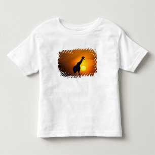 Afrika, Kenya, Masai Mara. Giraff (Giraffa Tee