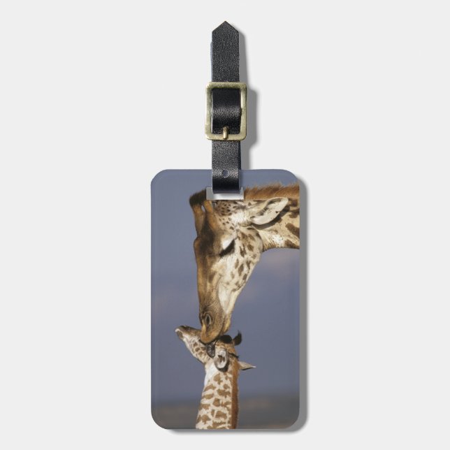 Afrika, Kenya, Masai Mara. Giraffer (Giraffa camel Bagagebricka (Vertikal Framsida)