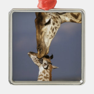 Afrika, Kenya, Masai Mara. Giraffer (Giraffa camel Julgransprydnad Metall