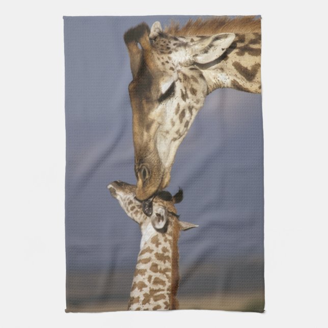 Afrika, Kenya, Masai Mara. Giraffer (Giraffa camel Kökshandduk (Vertikal)