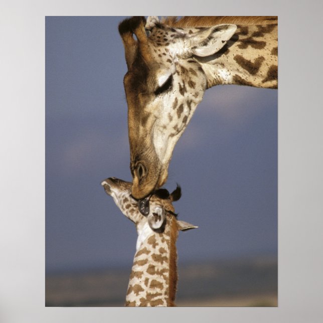 Afrika, Kenya, Masai Mara. Giraffer (Giraffa camel Poster (Framsidan)