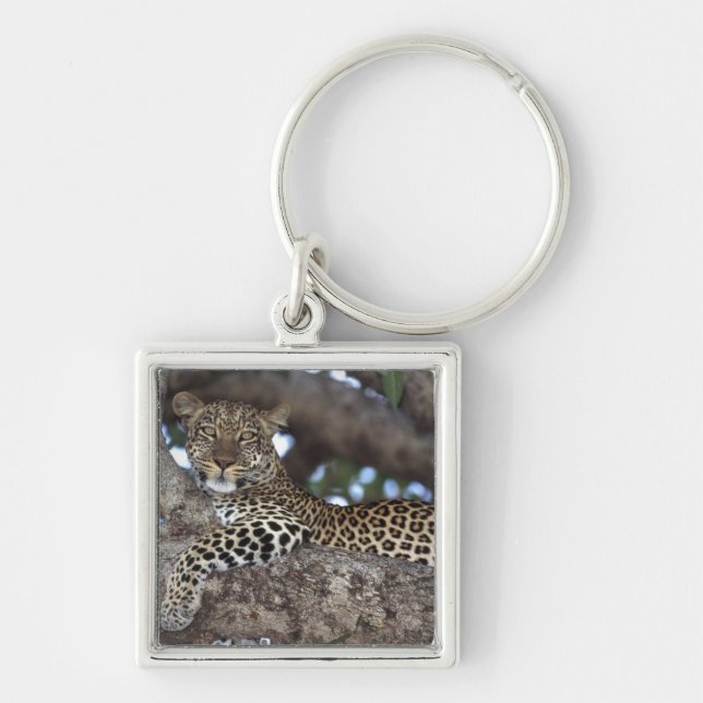 Afrika. Kenya. Masai Mara. Leopard (Panthera Fyrkantig Silverfärgad Nyckelring (Framsidan)