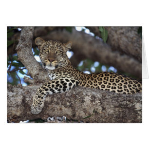 Afrika. Kenya. Masai Mara. Leopard (Panthera Hälsningskort