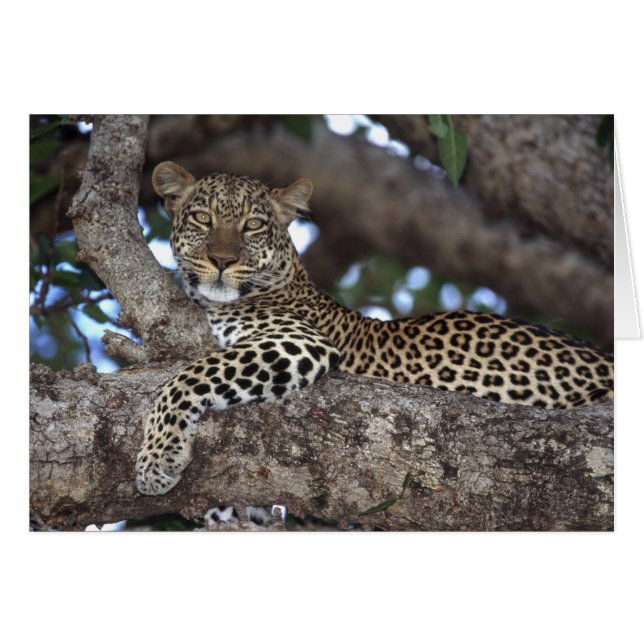 Afrika. Kenya. Masai Mara. Leopard (Panthera Hälsningskort (Framsidan Horizontal)