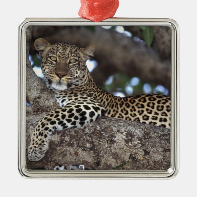 Afrika. Kenya. Masai Mara. Leopard (Panthera Julgransprydnad Metall (Framsidan)