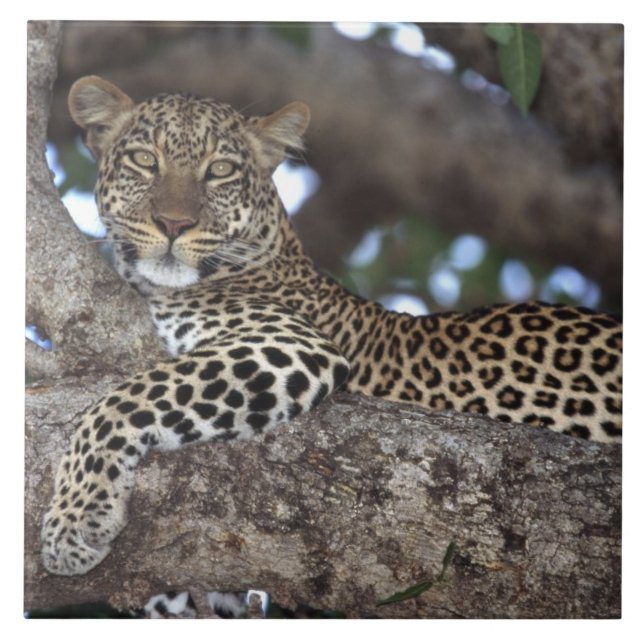 Afrika. Kenya. Masai Mara. Leopard (Panthera Kakelplatta (Framsidan)