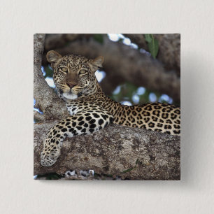 Afrika. Kenya. Masai Mara. Leopard (Panthera Knapp