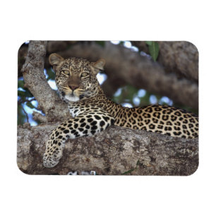 Afrika. Kenya. Masai Mara. Leopard (Panthera Magnet