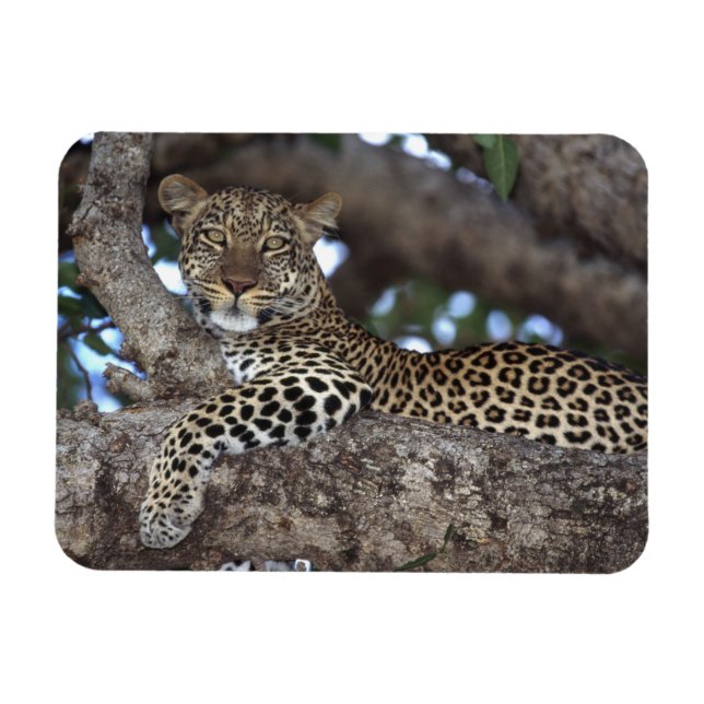 Afrika. Kenya. Masai Mara. Leopard (Panthera Magnet (Horisontell)