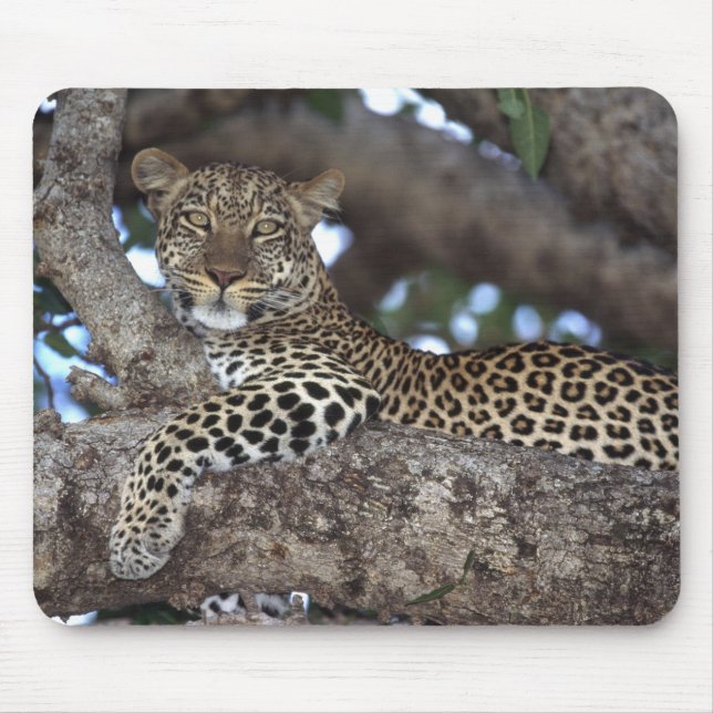 Afrika. Kenya. Masai Mara. Leopard (Panthera Musmatta (Framsidan)