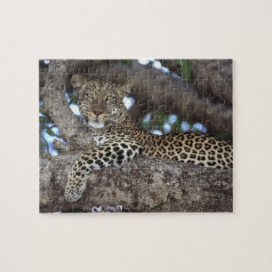 Afrika. Kenya. Masai Mara. Leopard (Panthera Pussel