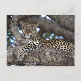 Afrika. Kenya. Masai Mara. Leopard (Panthera Vykort