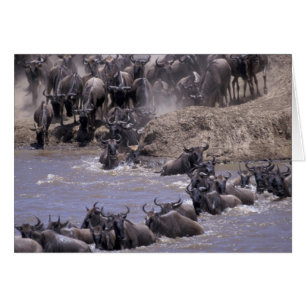 Afrika, Kenya, Masai Mara nationalpark. Hälsningskort