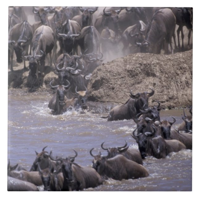 Afrika, Kenya, Masai Mara nationalpark. Kakelplatta (Framsidan)