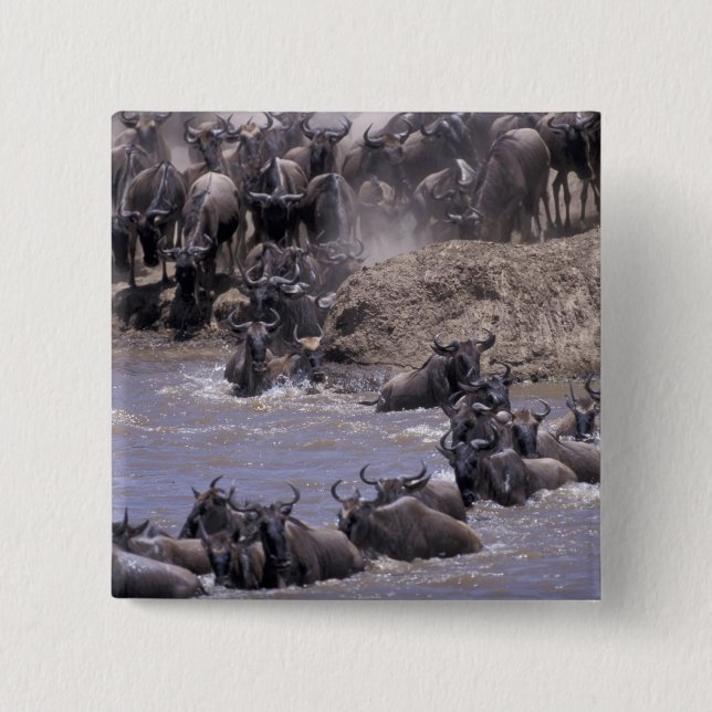 Afrika, Kenya, Masai Mara nationalpark. Knapp (Framsida)