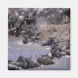 Afrika, Kenya, Masai Mara nationalpark. Magnet