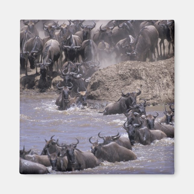 Afrika, Kenya, Masai Mara nationalpark. Magnet (Framsidan)