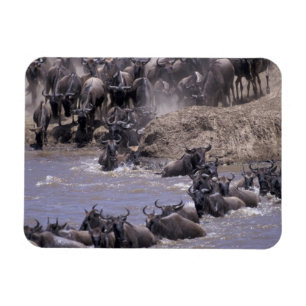 Afrika, Kenya, Masai Mara nationalpark. Magnet