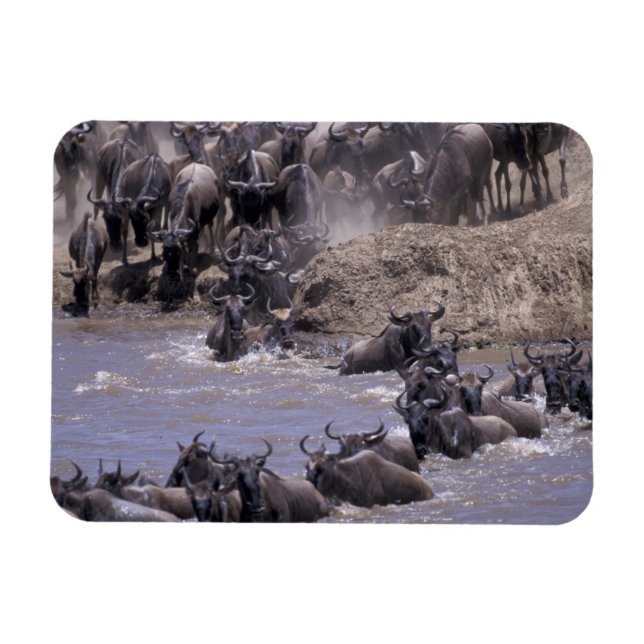 Afrika, Kenya, Masai Mara nationalpark. Magnet (Horisontell)