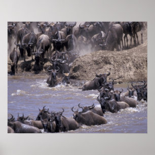 Afrika, Kenya, Masai Mara nationalpark. Poster