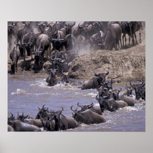 Afrika, Kenya, Masai Mara nationalpark. Poster (Framsidan)
