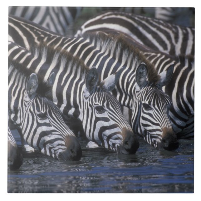 Afrika, Kenya, Masai Mara naturreservat, slätter Kakelplatta (Framsidan)