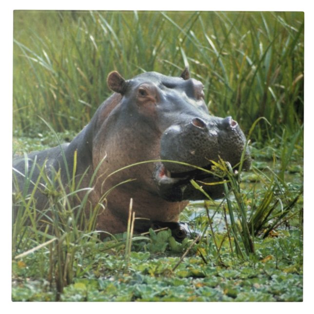 Afrika, Kenya, Masai Mara NR. A mor hippo Kakelplatta (Framsidan)