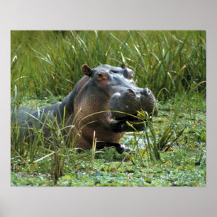 Afrika, Kenya, Masai Mara NR. A mor hippo Poster