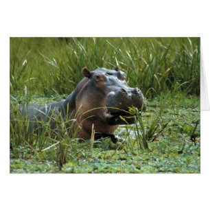 Afrika, Kenya, Masai Mara NR. En flodhästmoder Hälsningskort