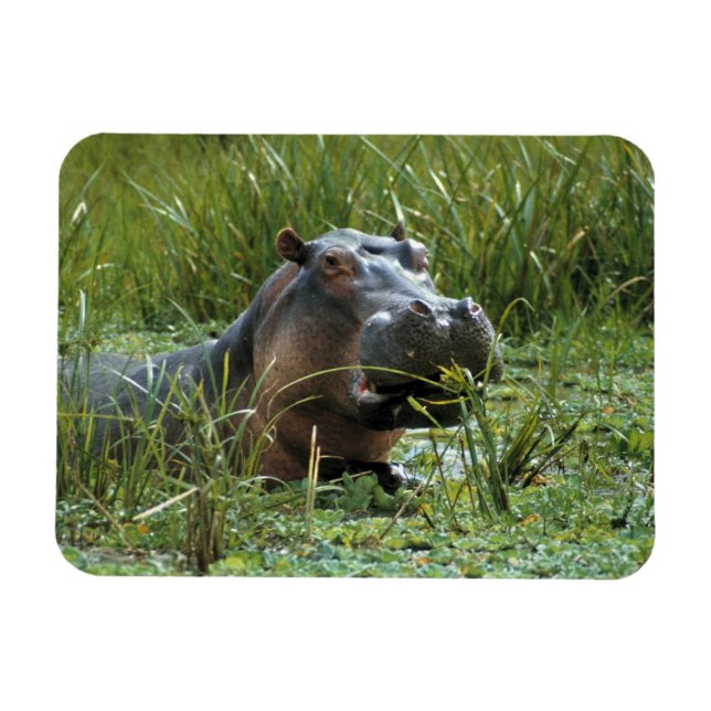 Afrika, Kenya, Masai Mara NR. En flodhästmoder Magnet (Horisontell)