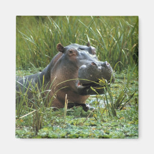 Afrika, Kenya, Masai Mara NR. En flodhästmoder Magnet