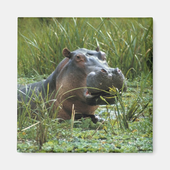 Afrika, Kenya, Masai Mara NR. En flodhästmoder Magnet (Framsidan)
