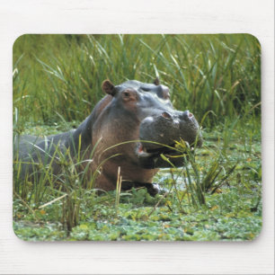 Afrika, Kenya, Masai Mara NR. En flodhästmoder Musmatta