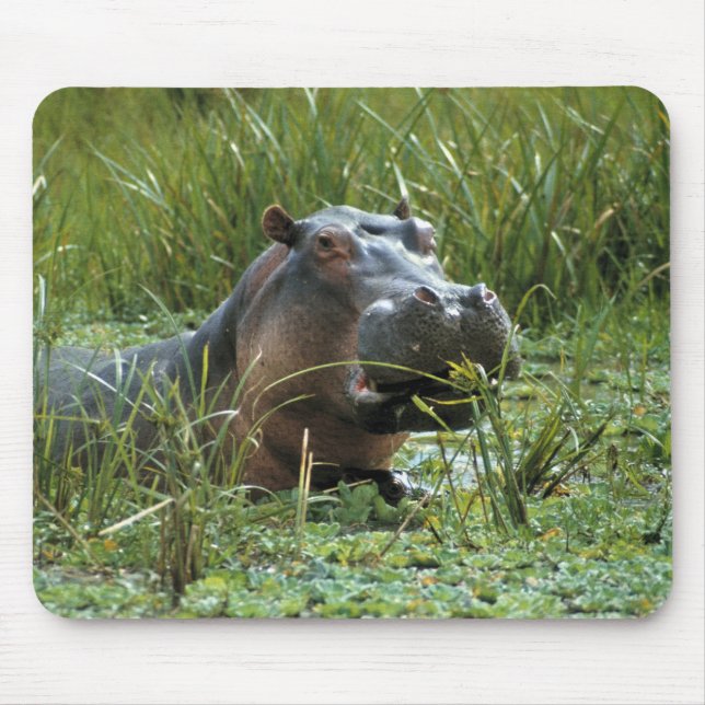 Afrika, Kenya, Masai Mara NR. En flodhästmoder Musmatta (Framsidan)