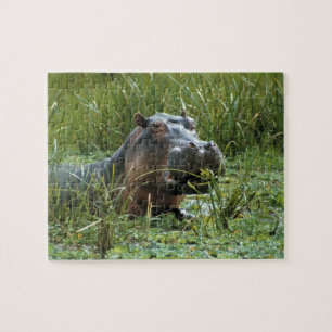 Afrika, Kenya, Masai Mara NR. En flodhästmoder Pussel