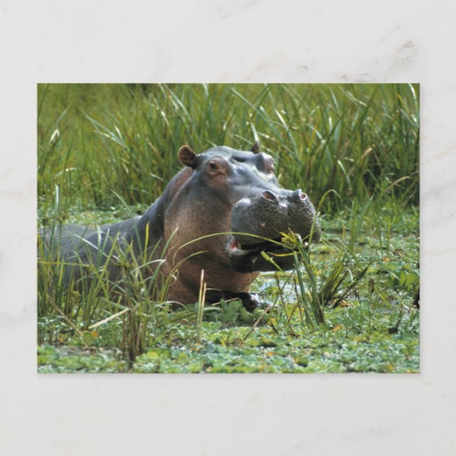 Afrika, Kenya, Masai Mara NR. En flodhästmoder Vykort (Framsida)