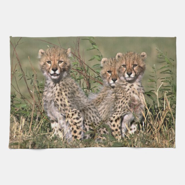 Afrika; Kenya; Masai Mara; Tre cheetah unge Kökshandduk (Horisontell)