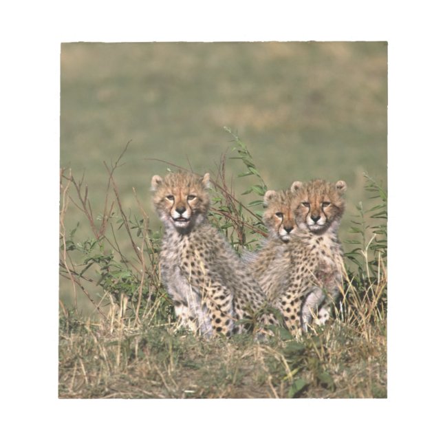 Afrika; Kenya; Masai Mara; Tre gepardungar Anteckningsblock (Framsida)