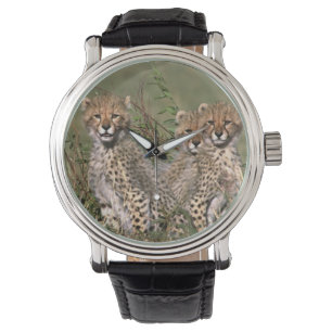 Afrika; Kenya; Masai Mara; Tre gepardungar Armbandsur